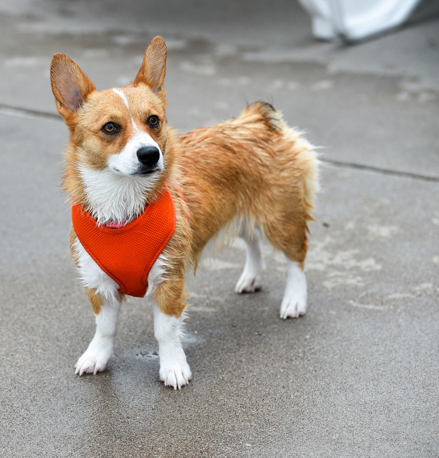 082919-bet-doggysplash-038a.JPG